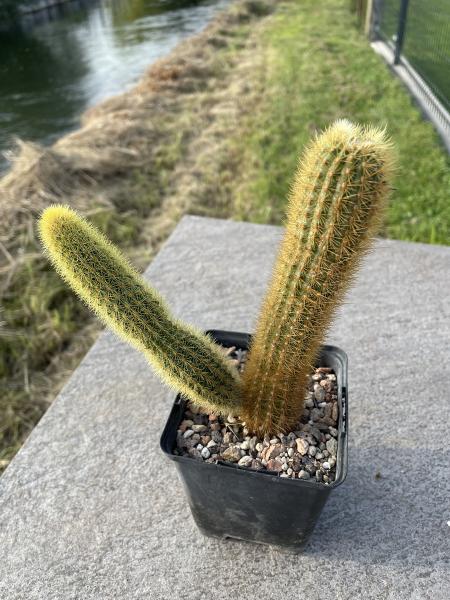 Hildewintera aureispina